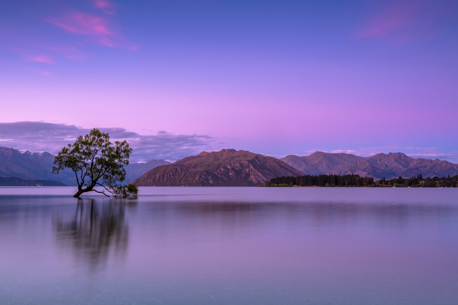 Visit That Wanaka Tree with Splendid South Travel Company New Zealand