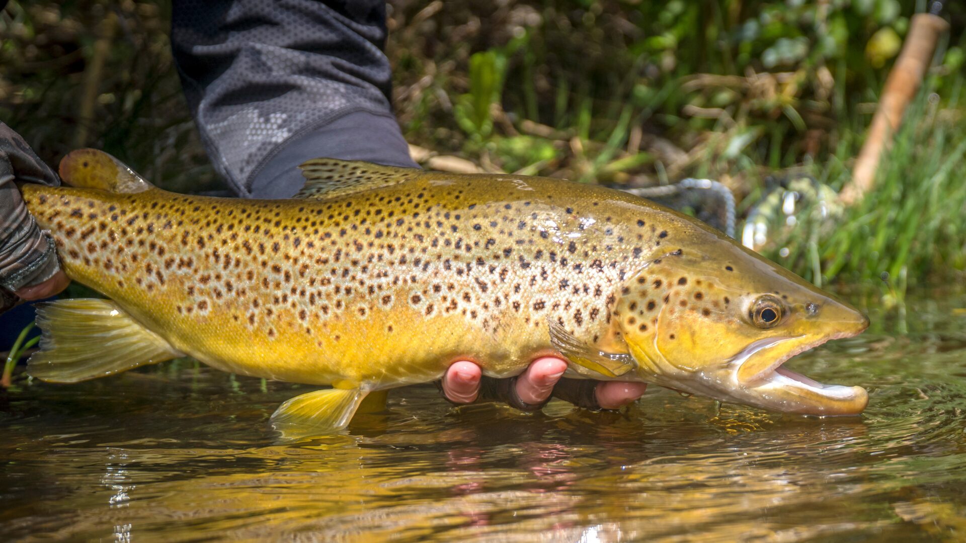 brown trout lifted from the water to display spots and golden colour